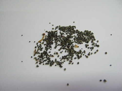 บัวจิ๋ว (Water lily) สีน้ำเงิน / 200 เม็ด