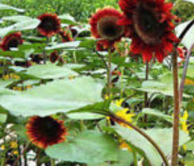 ทานตะวัน เรดซัน (Red Sun Sunflower) สีแดงสด / 40 เม็ด (China)