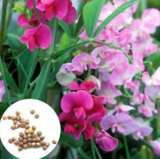 สวีทพี แมมมอธ (Sweet Pea Mammoth) คละ / 200 เม็ด