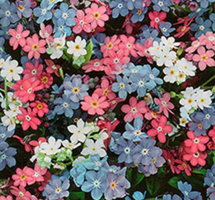 ฟอร์เก็ตมีน็อท (Forget me Not) คละ / ซอง 300 เม็ด (Lithuania)