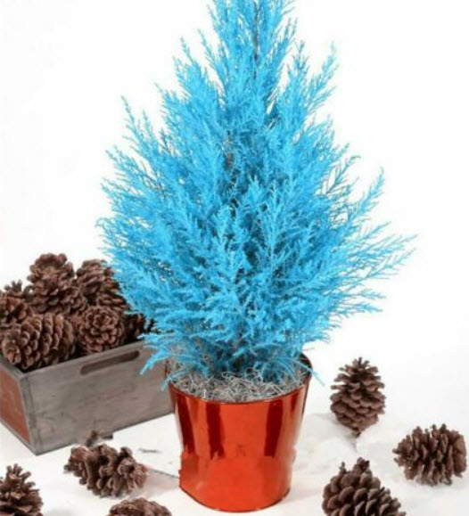 สนไซเปรส (Cypress pine) บอนไซ / 50 เม็ด