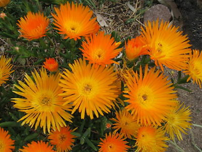 ไอซ์แพล้นท์ (Ice Plant) สีส้ม / 100 เม็ด (USA)