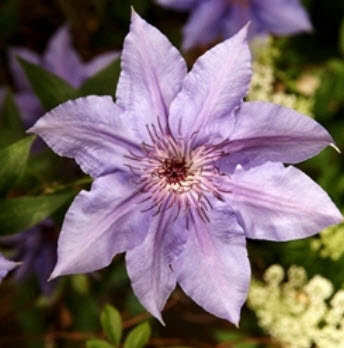 เคล็มแมททิส (Clematis) ม่วงอ่อน / 100 เม็ด