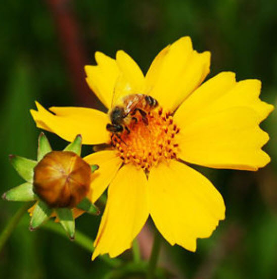 ดอกไม้ไหว (Coreopsis) ซ้อน ดอกใหญ่ คละ / ซอง 50 เม็ด (A187)