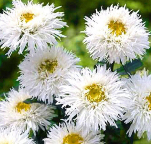 เครซี่ เดซี่ (Crazy Daisy / C.leucanthemum) สีขาว ไม้ตัดดอก / 200 เม็ด (UK)