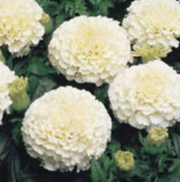 ดาวเรือง คีรีแมนจาโร (Marigold Erecta Kilimanjaro) สีขาว / 35 เม็ด (Ukraine)