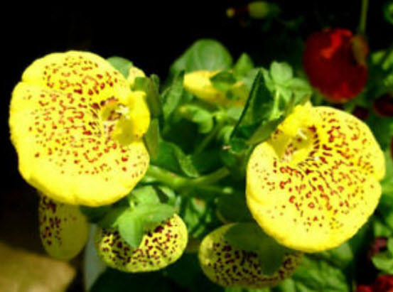 คาลซีโอลาเรีย (Calceolaria) คละ / ซอง 30 เม็ด (A150)