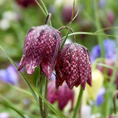 มงกุฏจักรพรรดิ์ (Crown Imperial) สีม่วงจุดขาว / 100 เม็ด