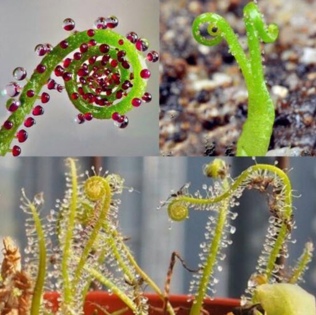 สนน้ำค้างโปรตุเกส (Drosophyllum) / 100 เม็ด