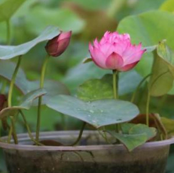 บัวอ่าง (bowl lotus) คละสี / 10 เม็ด (นอก)