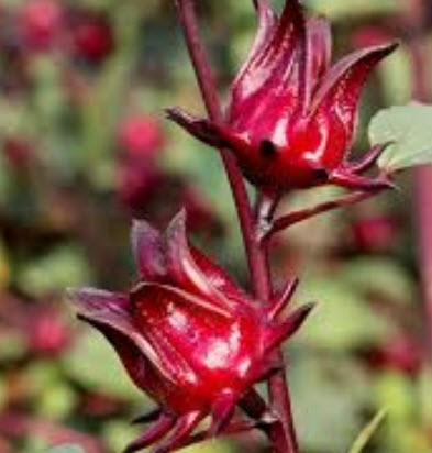 กระเจี๊ยบแดง (Rosella) / 20 เม็ด (ไทย)