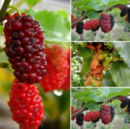 แบล๊คเบอรี่ยักษ์ (Jumbo Blackberry) / 100 เม็ด (นอก)