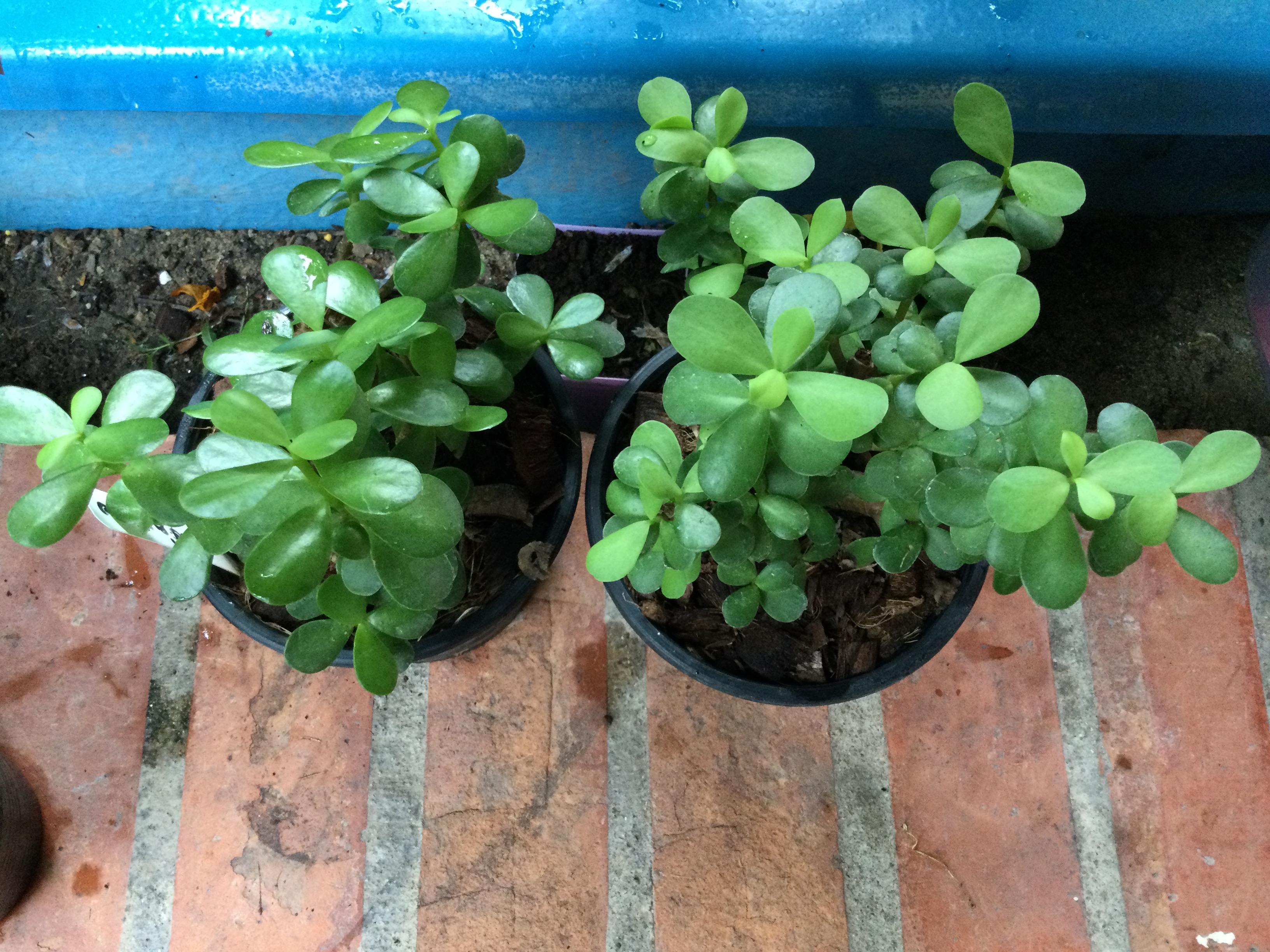 ต้นคราสซูล่า หรือต้นดูดทรัพย์ (Crassula) กระถาง 6 นิ้ว