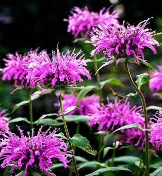 เบอกาม็อทป่า (Wild Bergamot) / 50 เม็ด (D027)