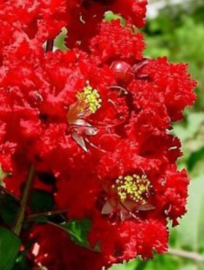 เมล็ดยี่เข่ง สีแดง / 5 เม็ด (Australia)