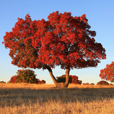 เมเปิ้ลอเมริกัน (American Maple) แดง / 25 เม็ด