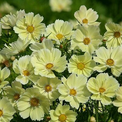 ดาวกระจาย ซานโทส (Cosmos - Xanthos) เหลือง / 30 เม็ด (UK)