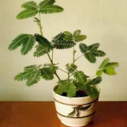 ไมยราบ (Sensitive plant) ใบสีเขียว / 50 เม็ด (นอก)
