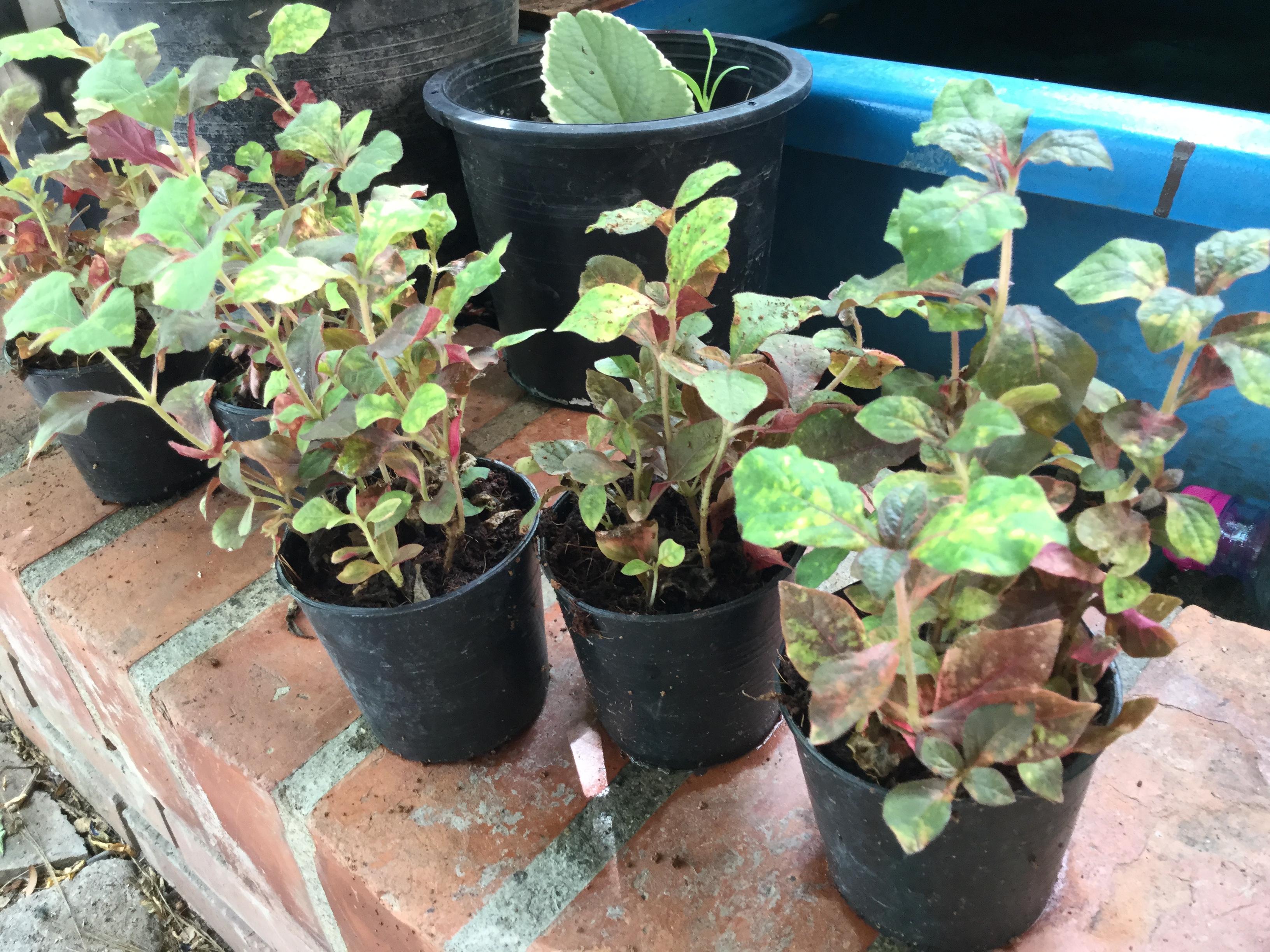 ต้นเกล็ดทับทิม (Calico plant) กระถาง เล็ก / ต้น