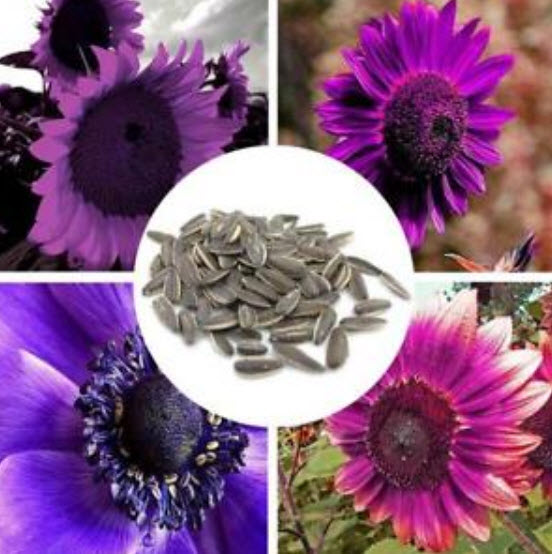 ทานตะวัน สีม่วง (Purple Sunflower) / 50 เม็ด