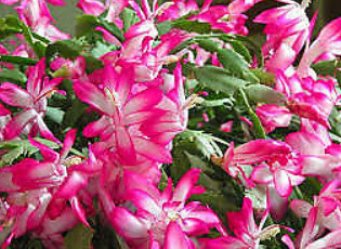 คริสมาสแคคตัส (Christmas Cactus) สีชมพู-ขาว / 25 เม็ด