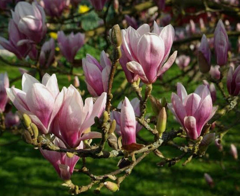 ต้นแมกโนเลีย แกรนดิฟลอร่า Magnolia Grandiflora สีขาว ดอกใหญ่ สูง 80-110 ซ.ม.