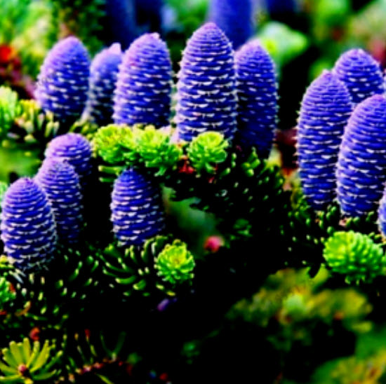 สนเกาหลี (Abies Koreana) คละสี / 100 เม็ด