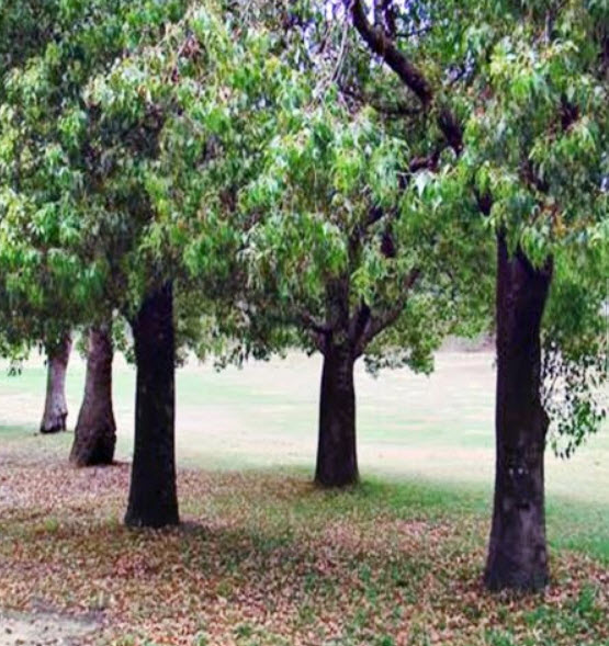 เคอราจอง (Kurrajong) / 15 เม็ด (Australia)