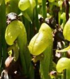 หัวงูเห่า (Cobra plants) / 20 เม็ด