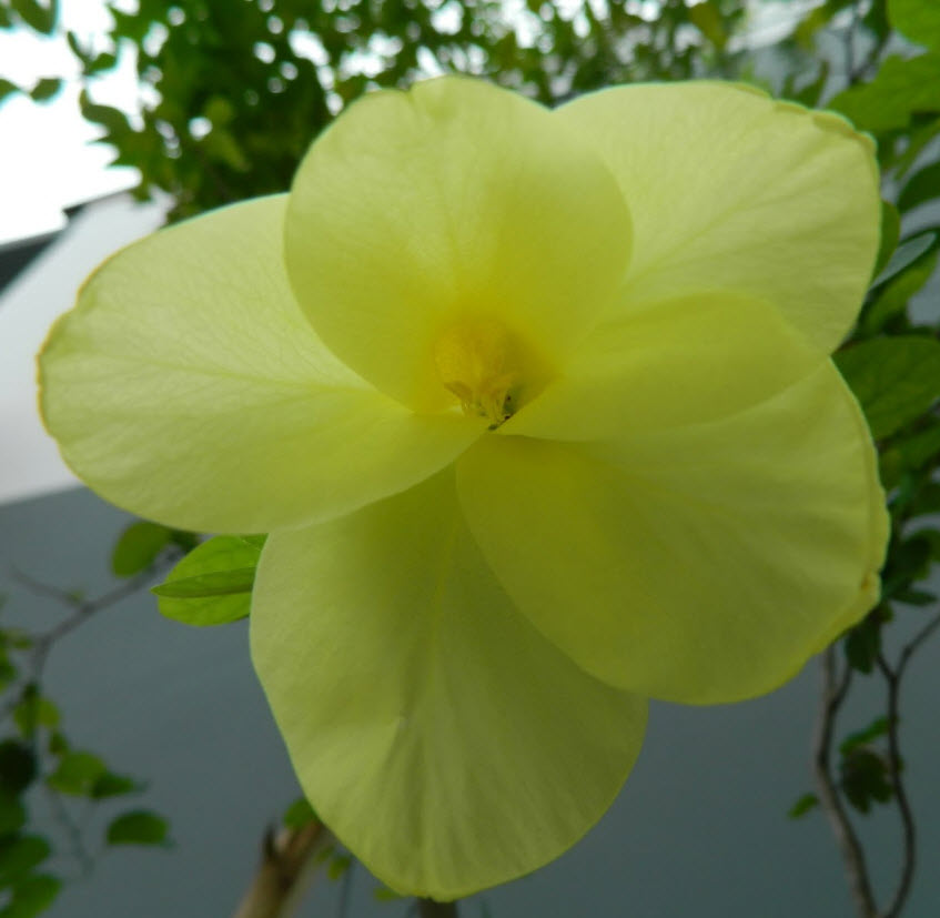 โยทะกา หรือชงโคเหลือง / 10 เม็ด