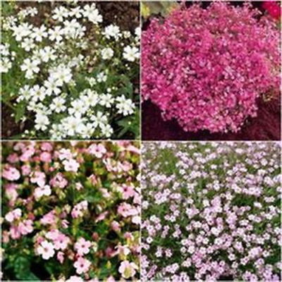 ยิปโซ (Gypsophila) คละสี / 600 เม็ด (Serbia)