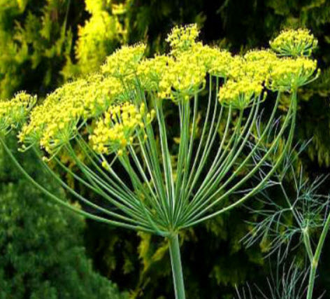 ผักชีลาว (Dill / Anethum graveolens) / 6,000 เม็ด (UK)