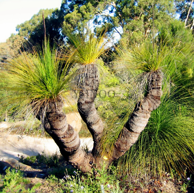 หญ้าออสเตรเลีย (Australian grass) / 100 เม็ด