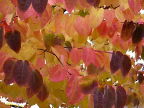 คัทซึระ ญี่ปุ่น (Japanese Katsura) / 100 เม็ด (UK)