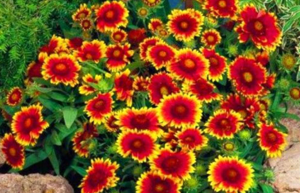 เดือนฉาย หรือ เกลลาเดียร์ (Blanketflower / Gaillardia) ดอกสองสี / 300 เม็ด (UK)
