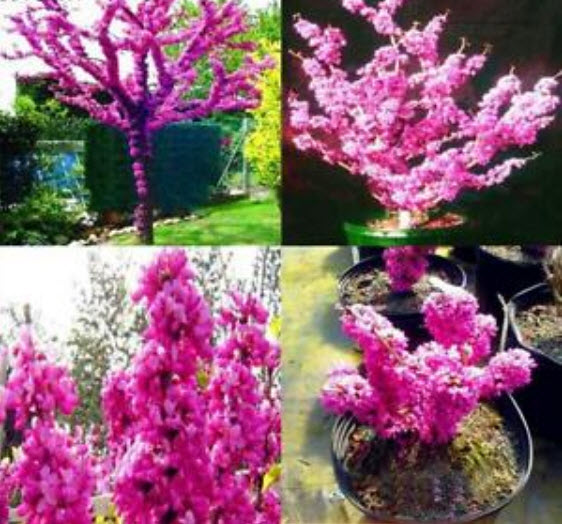 เรดบัด หรือหงษ์ฟู่ (Bauhinia / Cercis Chinensis Redbud) / 50 เม็ด (นอก)