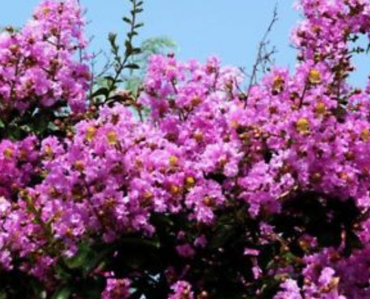 เมล็ดยี่เข่ง สีชมพู / 10 เม็ด (ไทย)