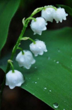 กล้วยไม้ระฆัง (Bell Orchid / Lily of Valley) คละ 10 สี / 200 เม็ด
