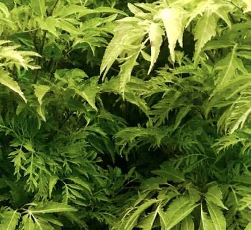 ต้นเล็บครุฑทอดมัน หรือครุฑตรี กระถาง 8 นิ้ว สูง 30-50 ซ.ม. / ต้น