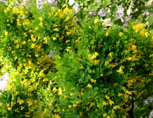 ถั่วไซบีเรีย หรือกระถินเหลือง (Peashrub Siberian) / 5 เม็ด (France)