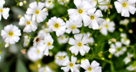 ยิปโซ (Gypsophila) ขาว / 100 เม็ด (UK)
