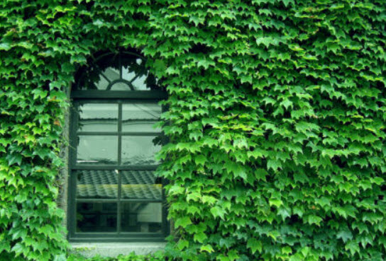 ไอวี่ เขียว (Ivy Green) / 50 เม็ด (Netherlands)*