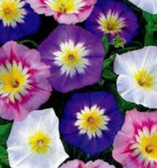 มอนิ่ง กลอรี่ 3 สี (Morning Glory - Convolvulus tricolor) / 100 เม็ด (Ukraine)