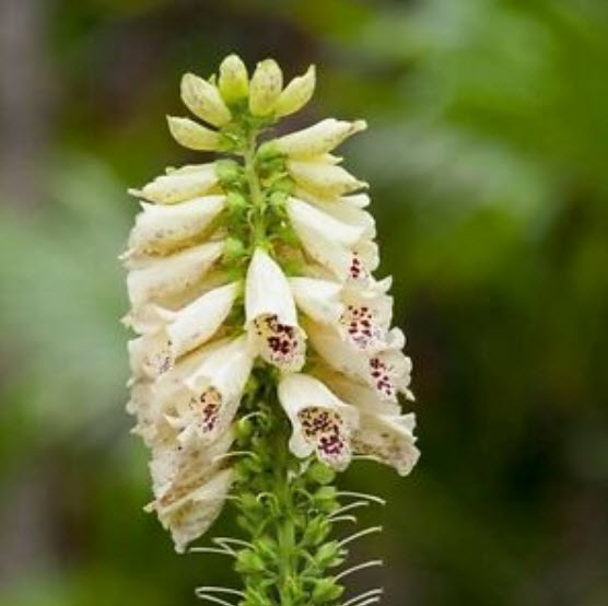 ดิจิทาลิส (Digitalis) สีขาว / ซอง 50 เม็ด (A286)