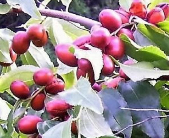 พุทราจีน (Chinese Date) / 5 เม็ด (นอก)