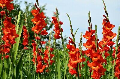 แกลดิโอลัส (Gladiolus) สีแดง ดอกใหญ่ / 100 เม็ด (China)