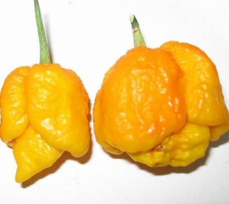 พริก Trinidad Moruga Scorpion เหลือง / 20 เม็ด (USA)