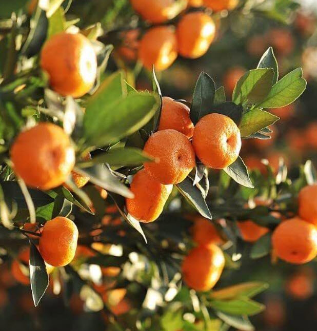 ต้นส้มนาเวล เนเวล (Navel orange) ส้มสะดือ สูง 35-50 ซ.ม. / ต้น