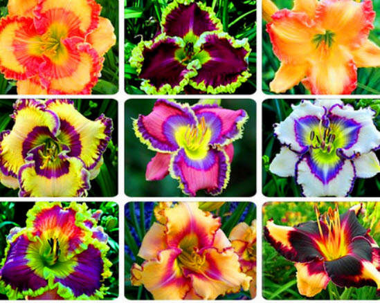 เดย์ลิลี่ไฮบริดจ์ (Daylily Hybrid) คละ / 50 เม็ด