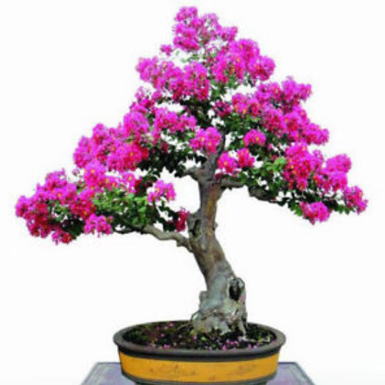 ยี่เข่ง บอนไซ สีชมพู / 50 เม็ด (นอก)